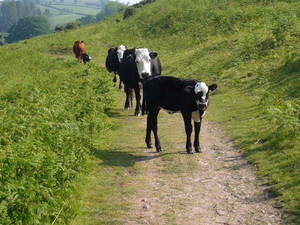 challacombe-07-the-cattle-are-friendly