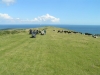 dorset-07-7096-m