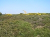 dunwichramble-08_11