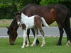 godshill03