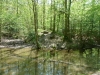 forest-of-dean-dr-006