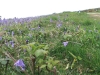 tyneham6-bluebells
