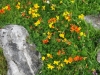 northern-rambles-114-sm