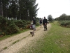 bolderwood-new-forest-034