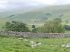 cow-close-littondale-022
