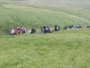 cow-close-littondale-025