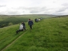 cow-close-littondale-026