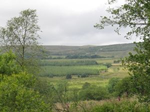2012 Gisburn Forest