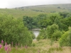 gisburn-forest-057