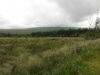 gisburn-forest-059
