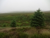hamsterley-forest-durham-010
