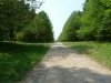 forest-of-dean-dr-064