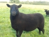 pepperbox-hill-salisbury-081