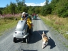 beddgelert-forest-014-800x600