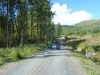 beddgelert-forest-019-800x600