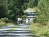 beddgelert-forest-030-800x600