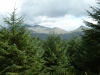 beddgelert-forest-047-800x600