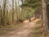 iain-brindley-valley-cannock-chase-021-800x533