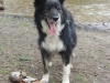 agm-birches-valley-devils-dumble-029-600x800