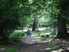 eyeworth-woods-new-forest-046