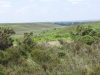 hampton-ridge-new-forest-john-036