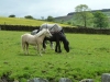 pendle-fringes-067-800x600