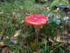 wilverley-wander-eliz-007-800x600