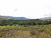 IMG_1189 (800x533)
