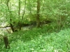 Wyre Forest 019 (640x480)