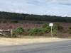 Heather Ramble 23rd August 2014 001 (1024x768)