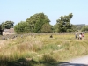IMG_1284 (800x533)