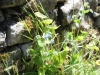IMG_1295 (800x533)