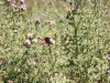 IMG_1315 (800x533)