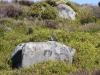 IMG_1321 (800x533)