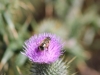IMG_1330 (800x533)