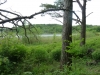 Leighton Moss 100 (640x480)