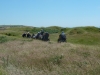 Nine Barrow Down 041 (640x480)