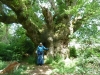 Savernake Forest 003 (800x600)