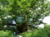 Savernake Forest 004 (800x600)