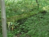 Savernake Forest 007 (800x600)