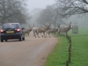 Woburn Deer Park EJC 089 (640x480)