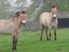 Woburn Deer Park EJC 098 (640x480)