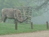 Woburn Deer Park JC 009 (640x480)