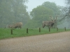 Woburn Deer Park JC 012 (640x480)