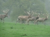 Woburn Deer Park JC 018 (640x480)