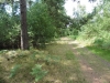Brandon Country Park Liz 030 (800x600).jpg