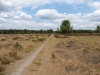 Brandon Country Park Liz 061 (800x600).jpg