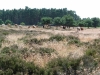 Brandon Country Park Liz 067 (800x600).jpg
