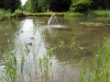 Brandon Country Park Liz 089 (800x600).jpg