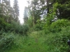 Brandon Country Park Suffolk 010 (800x600).jpg